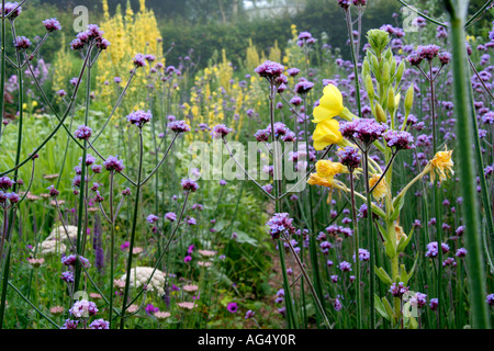 VERBENA BONARIENSIS VERBASCUM OLYMPICUM OENOTHERA GLAZIOVIANA ET DANS LE JARDIN DE PIERRE HOLBROOK JUILLET JARDIN Banque D'Images