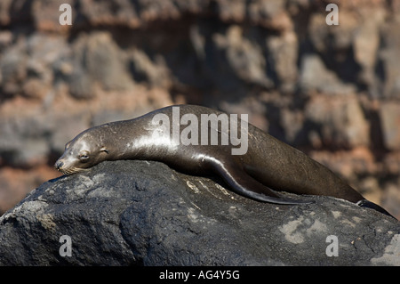 De Californie (Zalophus californanus) dans l'île de Guadalupe, au Mexique. Banque D'Images