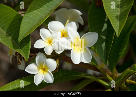 West Indian Jasmine (Plumeria alba) jardin botanique, La Gomera, Canary Islands, Spain. Banque D'Images