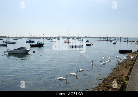 Les cygnes au bord de l'eau dans et hors de l'eau avec des bateaux amarrés à Emsworth Harbour Banque D'Images