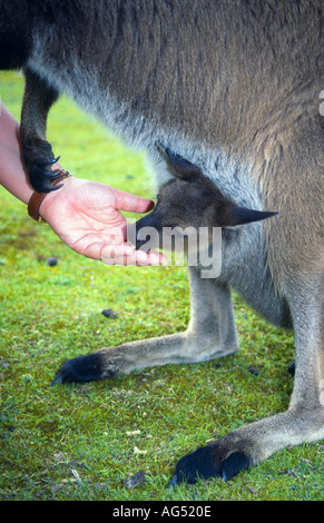 Petit joey kangourou en pochette mères Kangaroo Island Australie du Sud Banque D'Images