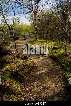 Chemin à travers bouleaux dans un petit parc dans le nord de l'Islande Banque D'Images