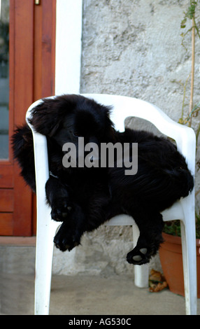 Un chiot de Terre-Neuve dormant sur une chaise de jardin Banque D'Images