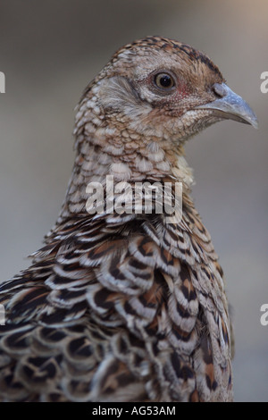 Le faisan commun Phasianus colchicus - poule Banque D'Images