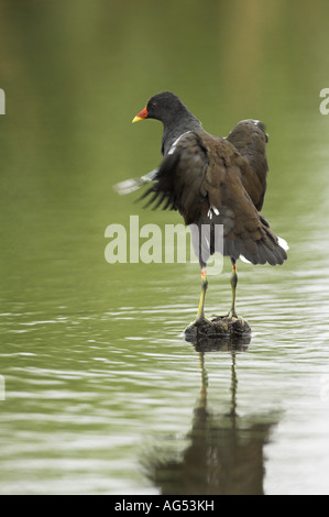 Gallinule poule-d'eau Gallinula chloropus secouant adultes feathersafter au lissage d'oiseaux d'eau permanent septembre Angleterre Banque D'Images