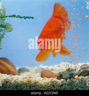 Poisson rouge (Carassius auratus) dans un aquarium Banque D'Images