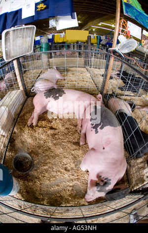 Les porcs Berkshire noir et blanc dans une porcherie au County Fair Banque D'Images