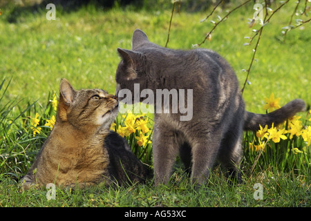 Chat chartreux et tabby chat domestique - on meadow Banque D'Images