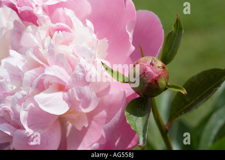 Paeonia lactiflora rose pivoine Sarah Bernhardt Banque D'Images