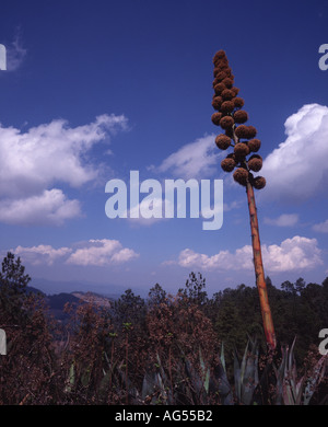 Ou Agave Maguey cactus dans la Sierra Madre de Oaxaca Oaxaca les forêts de pins et de chênes au Mexique Banque D'Images