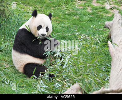 Grand Panda Eating Bamboo un panda est assis dans l'herbe de manger les feuilles d'un stock de bambou vert Banque D'Images