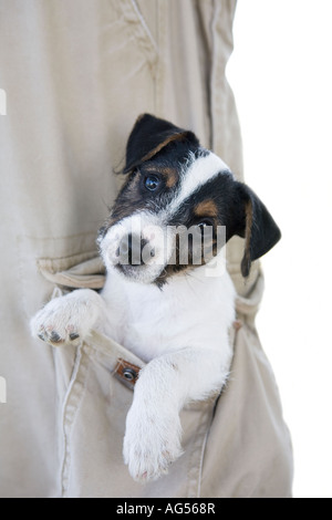 Tan noir et blanc Jack Russell Terrier dans une poche Banque D'Images