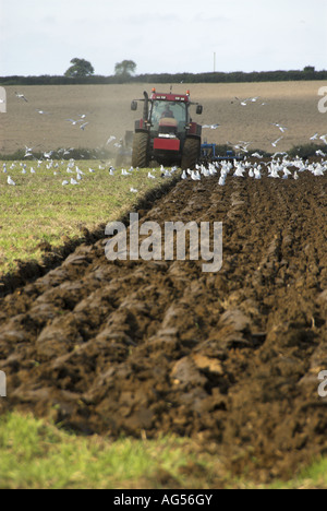 Le tracteur de labour au début de l'automne avec les goélands charrue suivant Angleterre Norfolk Banque D'Images