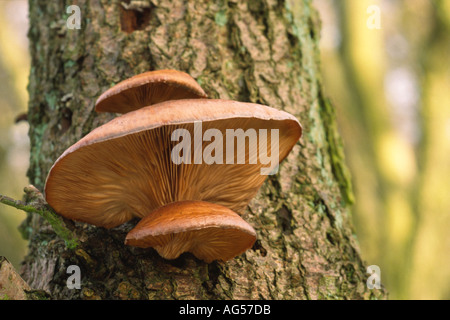 Arbre généalogique sur cluster pleurote Pleurotus ostreatus nom Latin Banque D'Images