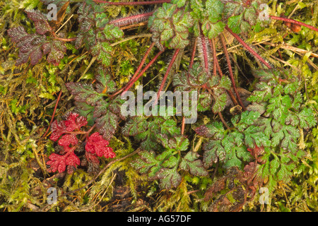 Herb robert plant couvert de rosée sur le sol des bois Nom latin Geranium robertianum Banque D'Images