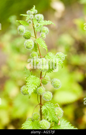 Gros plan de l'ortie romaine (Urtica pilulifera), un membre de la famille des Urticaceae originaire d'Europe du Sud, montrant des têtes de graines floues et des feuilles vertes. Banque D'Images
