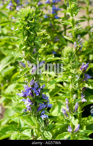 Campanulaceae FLEUR CARDINAL BLEU Lobelia syphilitica Amérique du Nord Banque D'Images