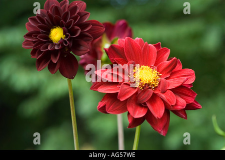 Fleurs violettes rouge jaune vif de Dahlia Fidalgo Splash. Gros plan de Dahlia Compositae fleurit dans un jardin d'été avec un fond bokeh doux. Banque D'Images