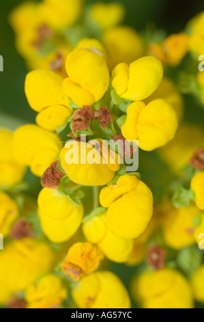 Fleurs jaunes de la famille des Scrophulariacées Slipperwort le Calceolaria integrifolia Banque D'Images