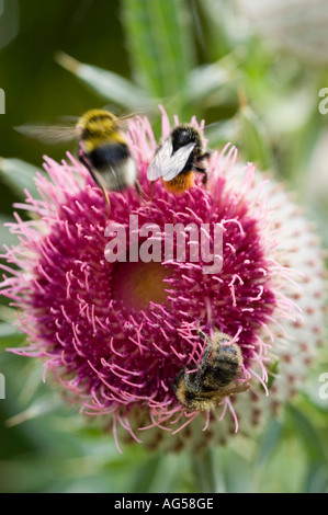 Abeilles assises sur le chardon composé Cirsium decussatum en Europe et en Asie. Gros plan de plusieurs bourdons sur une fleur sauvage violette vibrante. Banque D'Images