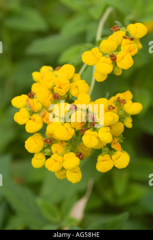 Fleurs jaunes de la famille des Scrophulariacées Slipperwort le Calceolaria integrifolia Banque D'Images