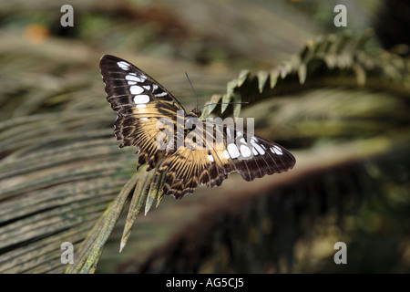 Papillon Clipper - Parthenos sylvia Banque D'Images