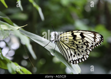 Arbre généalogique blanche - Idée leuconoe nymphe Banque D'Images