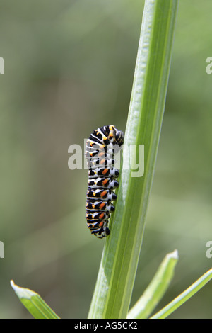 Papillon machaon papilio machaon Caterpillar Banque D'Images