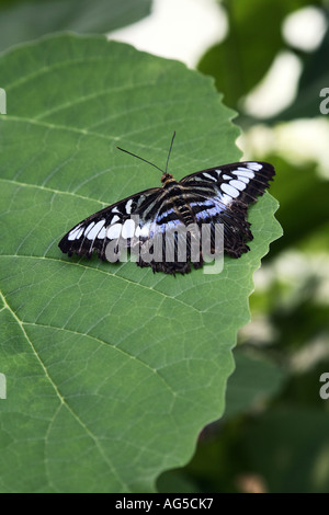 Papillon Clipper - Parthenos sylvia Banque D'Images