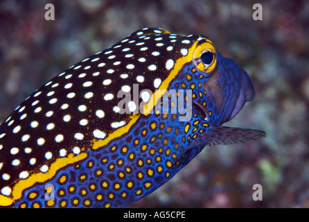 Close-up d'whitespotted trunkfish Banque D'Images