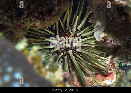 Close-up d'Urchin Banque D'Images