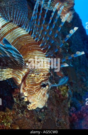 Close-up de poissons lion Banque D'Images