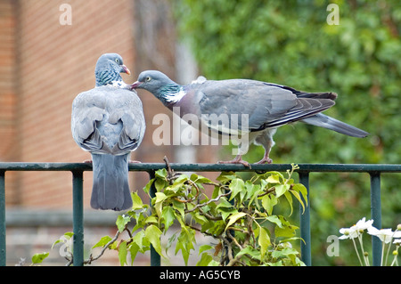 Ramier (Columba palumbus) le comportement de cour, London, UK Banque D'Images