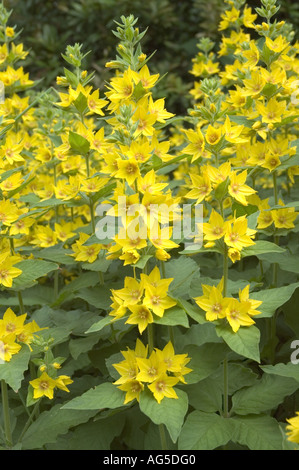 La Salicaire pourpre jaune (Lysimachia vulgaris) Banque D'Images