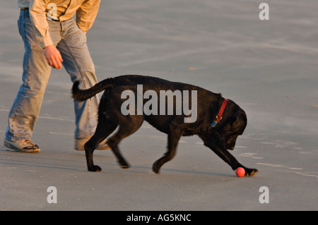 Avec le propriétaire de chien jouant avec une boule rouge sur plage Sullivans Island Caroline du Sud Banque D'Images