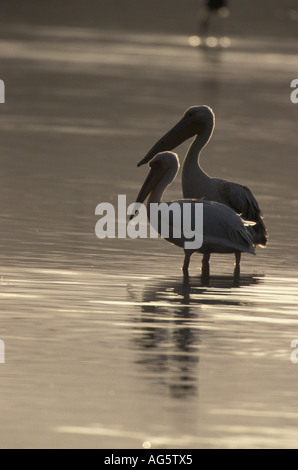 Great White Pelican Pelacanus onocrotalus lumière du soir le lac Nakuru au Kenya Banque D'Images