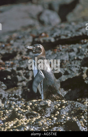 Spheniscus mendiculus manchot des Galapagos Fernandina Island Banque D'Images