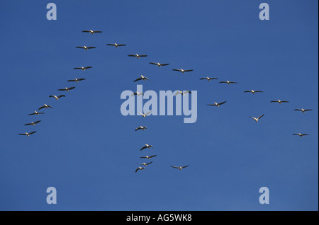 Great White Pelican Pelacanus onocrotalus la formation des volées Le lac Nakuru au Kenya Banque D'Images