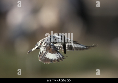 Pied Kingfisher Ceryle rudis planant Banque D'Images