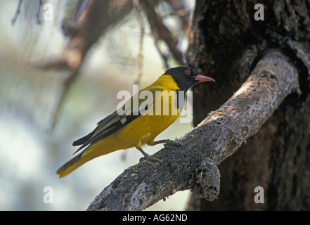 Oriole à tête noire africaine Oriolus larvatus Kenya Banque D'Images