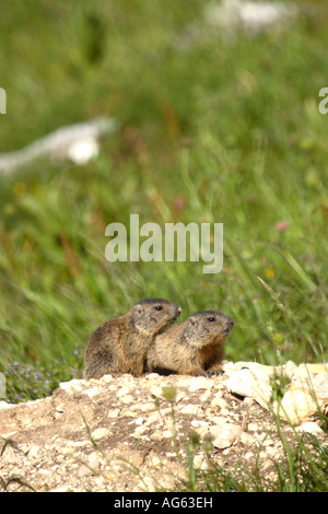 Les jeunes marmottes à l'avant de la den dans les Alpes Juliennes Banque D'Images