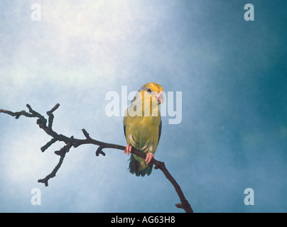 Parrotlet forpus xanthops face jaune Banque D'Images