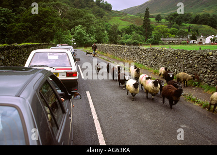 Cumbria Seatoller moutons Borrowdale dans road trafic retard Banque D'Images