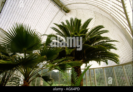 Exmouth Devon Bicton Park Gardens Palm House Banque D'Images
