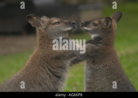 Une paire de Wallabies de Bennett (Macropus rufogriseus) ayant un poinçon jusqu Banque D'Images