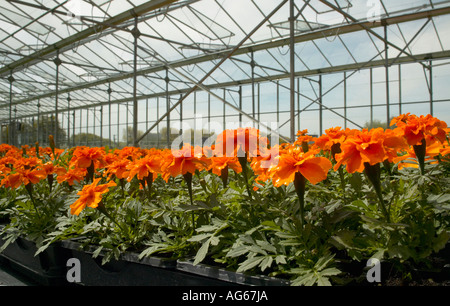 Rangées de jeunes fleurs en serre commerciale Banque D'Images