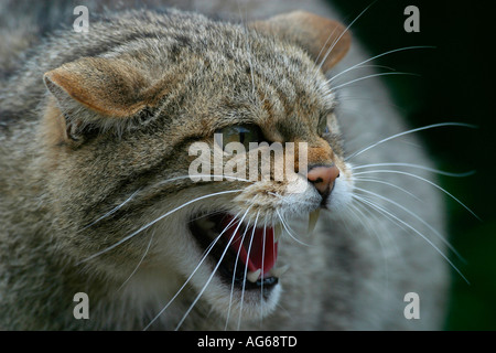 Un adulte Scottish Wildcat (Felis sylvestris) montrant une expression agressive Banque D'Images