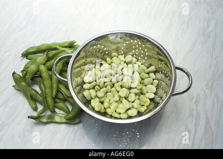 Cueillies fraîchement récolté accueil fèves biologiques cultivés en préparation dans la cuisine Uk juillet Banque D'Images