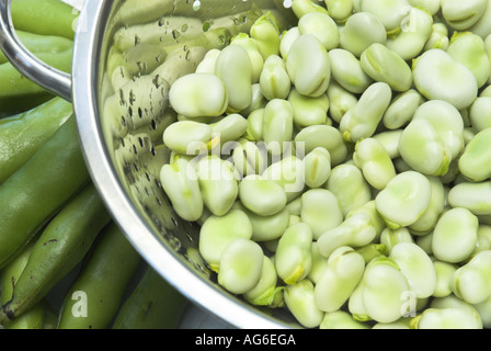 Cueillies fraîchement récolté accueil fèves biologiques cultivés en préparation dans la cuisine UK Juillet Banque D'Images