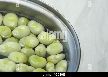 Cueillies fraîchement récolté accueil fèves biologiques cultivés en préparation dans la cuisine UK Juillet Banque D'Images